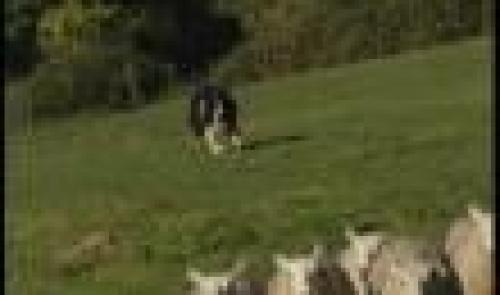 Sprimont: Concours de chiens de troupeau